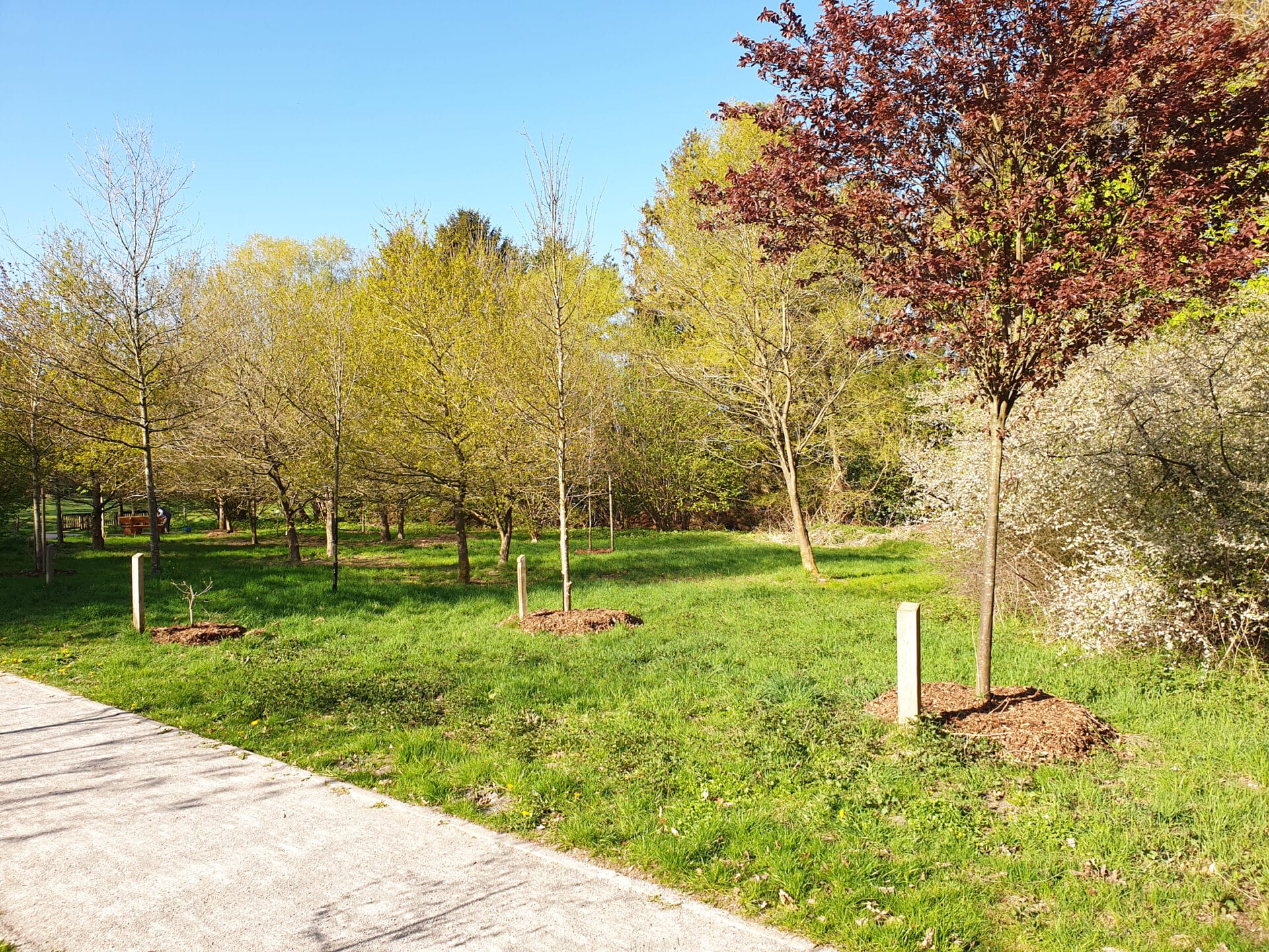 Ereigniswald an der Ellernbäke